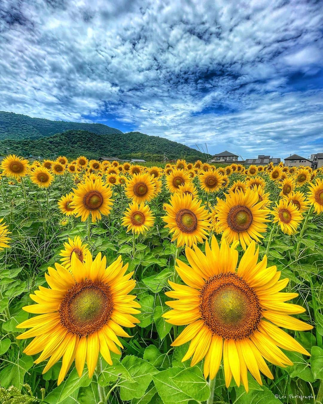 leo7000さんのインスタグラム写真 - (leo7000Instagram)「先週、香川県金刀比羅宮へ 道中に綺麗な向日葵が咲いてました♪😊🌻😊」8月7日 20時08分 - leo7000