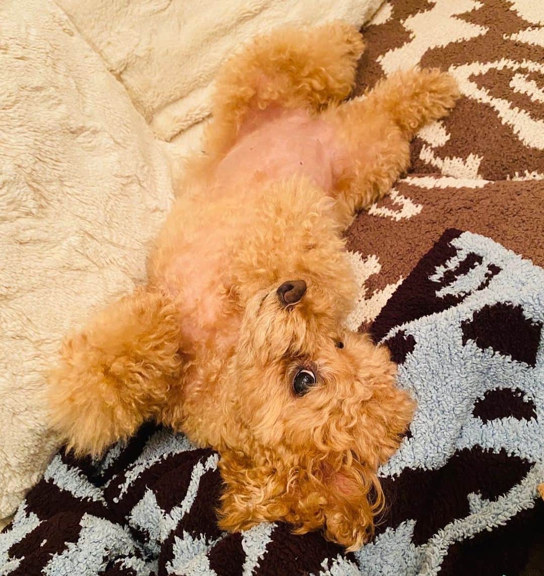 のインスタグラム：「安定のアロハ🐶 いつもこの体制で寝てます。  #アロハ便り #トイプードル女の子 #トイプードル9歳 #toypoodle  #愛娘 #愛犬家 #犬のいる暮らし」