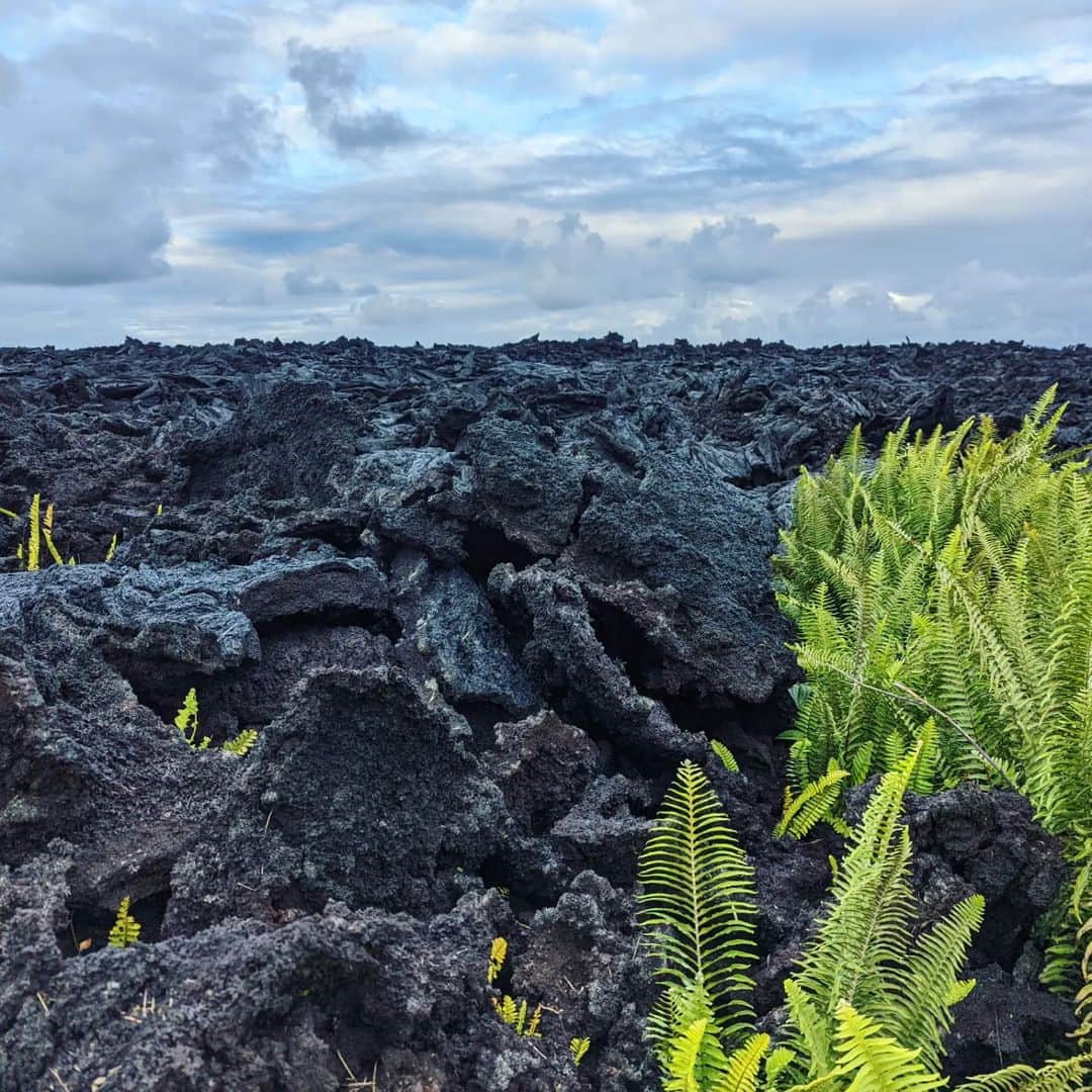 池澤あやかさんのインスタグラム写真 - (池澤あやかInstagram)「ハワイ島で泊まったAirbnbめっちゃよかったー！ 宿の正面がオーシャンビューならぬ溶岩ビューだった（オーシャンもちょっとみえる） 2018年のキラウエア火山の噴火で被害にあったエリアで、たくさんのおうちが溶岩に飲み込まれてしまったみたい。 人的被害はなかったみたいだけど、お家がなくなった人もいるし、周辺の道がふさがったり、溶岩周辺のお家は窓ガラスが溶けたり、植物が育たなくなったり、さまざまな被害があったのだそう。 ホストの方は敷地内で農園もしていて、ファームツアーをしながら、どうやって土と植物を再生させたかなんかも教えてくれました🌱」8月7日 22時45分 - ikeay