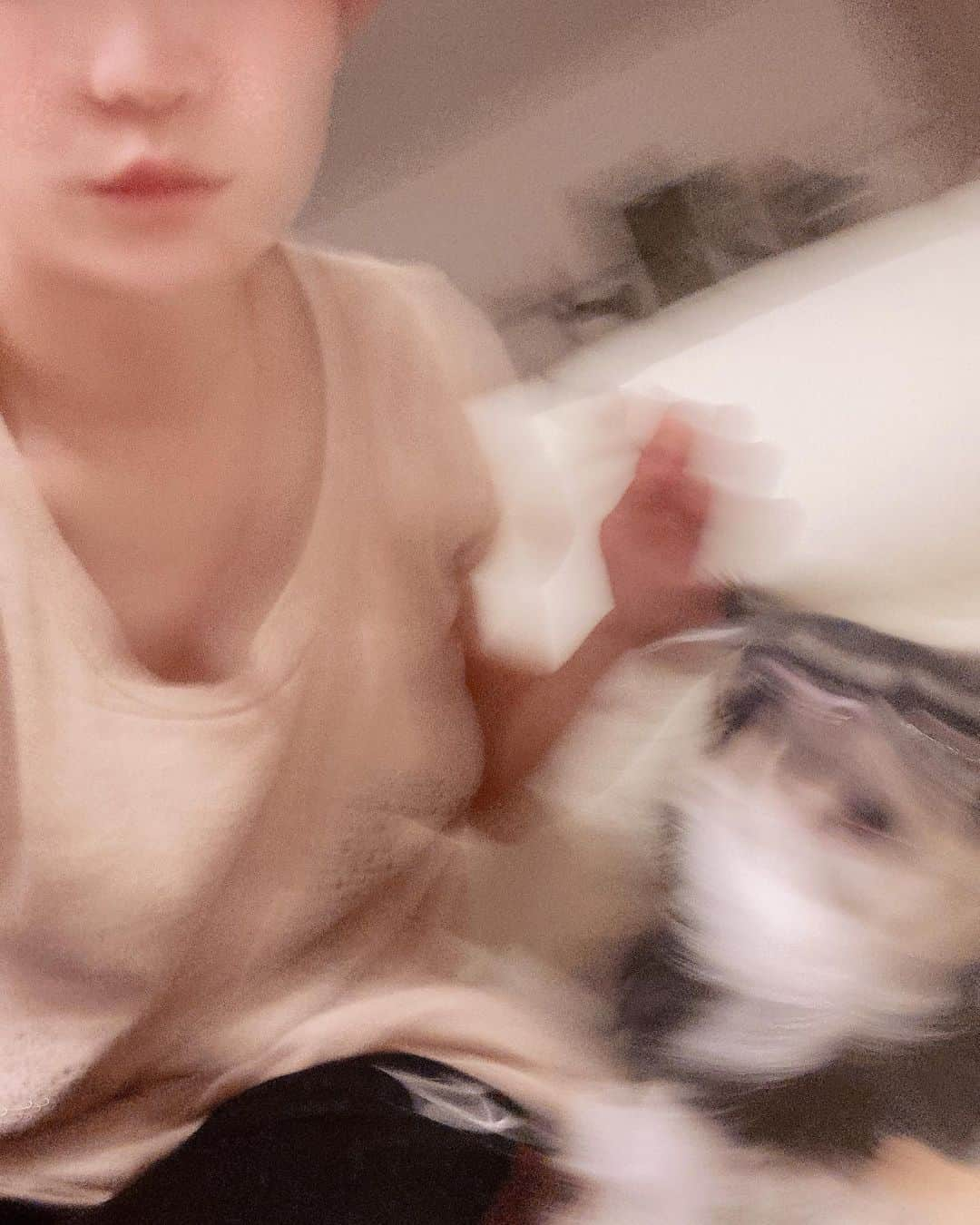 芹川有里さんのインスタグラム写真 - (芹川有里Instagram)「一枚目奇跡 全然じっとしてない🐶 今月か来月には、、、去勢だぞおまえ😏😏😏  #ロングコートチワワ #チワワ #ドワーフ体型 #暴れん坊 #7ヶ月」8月8日 0時08分 - seri53