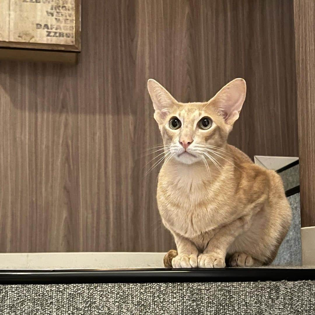 荒木悠衣さんのインスタグラム写真 - (荒木悠衣Instagram)「- 2回目のにゃんこ🐈‍⬛ 渋谷センター街店 @mocha.shibuya に 今回は行きました🫶 結構寝てばかりのところが多いですが ここの猫ちゃんはアクティブが多いのでおすすめ◎ #猫カフェmocha #猫カフェ #PR #渋谷猫カフェ #渋谷カフェ」7月15日 9時50分 - ara_kicti429