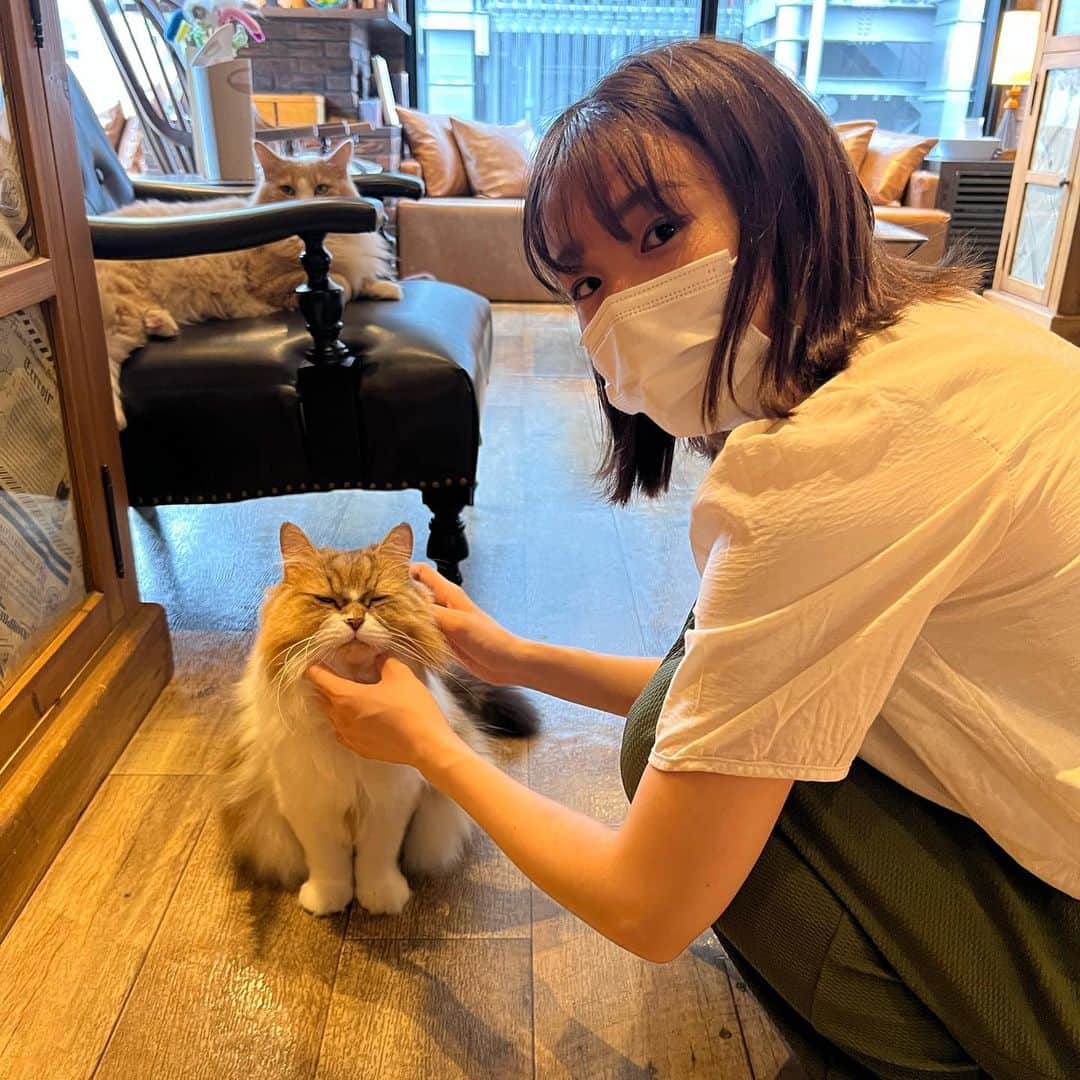荒木悠衣のインスタグラム：「- 2回目のにゃんこ🐈‍⬛ 渋谷センター街店 @mocha.shibuya に 今回は行きました🫶 結構寝てばかりのところが多いですが ここの猫ちゃんはアクティブが多いのでおすすめ◎ #猫カフェmocha #猫カフェ #PR #渋谷猫カフェ #渋谷カフェ」