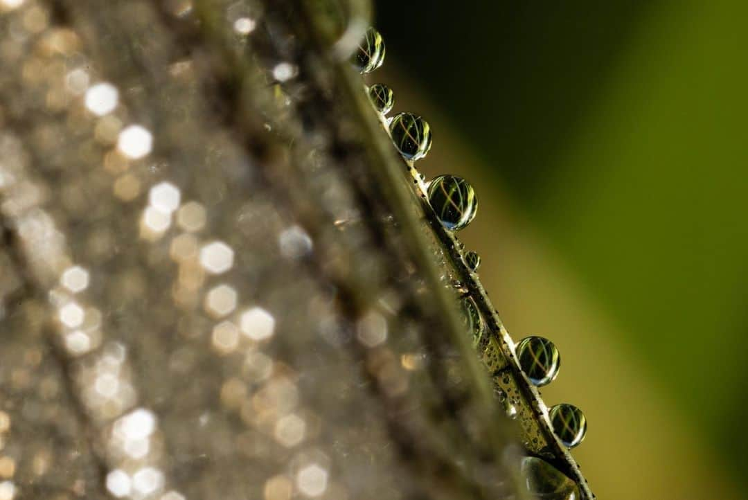 アンジー・ペインさんのインスタグラム写真 - (アンジー・ペインInstagram)「Dragonfly wings + dew drops = magic every time. These photos are getting a little harder to capture with 36 weeks of baby along for the ride, but it’s still a blast to get out there and try when I have the energy for it. Many of the photos I take of this style require focus stacking to achieve the final product, which means I have to shoot many iterations of the same frame with a slightly different focus in each. At 2-5 times magnification, the only way to achieve this is typically to crouch down, hold very still, and hold my breath. Needless to say, 6 pounds of baby in the belly does not help this cause. But I’m even more grateful for every frame I do get these days, and I’m trying to soak up the mornings outside while I have them.  • • • • • #macro #macrophotography」7月15日 4時12分 - angelajpayne