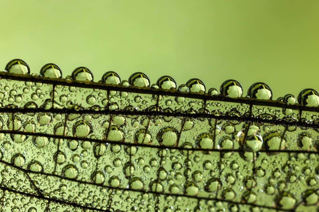 アンジー・ペインのインスタグラム：「Dragonfly wings + dew drops = magic every time. These photos are getting a little harder to capture with 36 weeks of baby along for the ride, but it’s still a blast to get out there and try when I have the energy for it. Many of the photos I take of this style require focus stacking to achieve the final product, which means I have to shoot many iterations of the same frame with a slightly different focus in each. At 2-5 times magnification, the only way to achieve this is typically to crouch down, hold very still, and hold my breath. Needless to say, 6 pounds of baby in the belly does not help this cause. But I’m even more grateful for every frame I do get these days, and I’m trying to soak up the mornings outside while I have them.  • • • • • #macro #macrophotography」