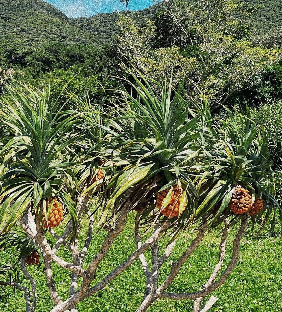 佐山彩香のインスタグラム：「🍍🍍🍍」
