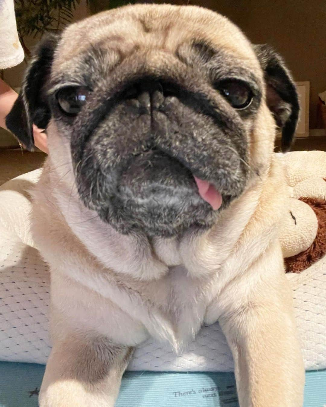 真飛聖さんのインスタグラム写真 - (真飛聖Instagram)「🐶  パ、パグ？！（笑）  #パグ#pug#女の子 #おもち #パグに見えない#頭平らすぎる #しっかりカメラ目線 #舌はいつも通り #大雨は大丈夫ですか」7月15日 20時55分 - sei_matobu