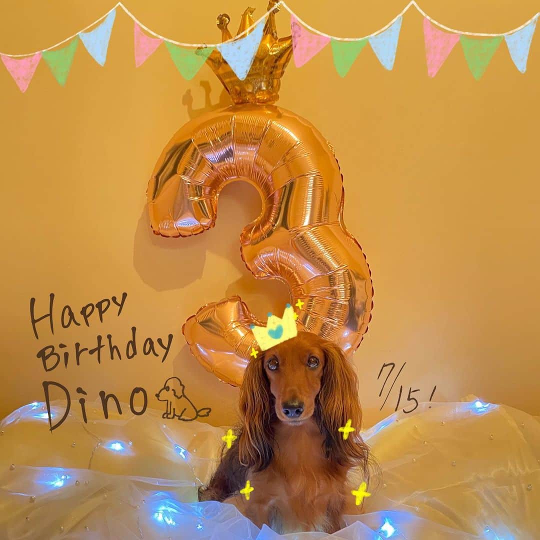 宮川愛李（妹子）のインスタグラム：「夕方「えっ今日キューティープリティーちゃんの誕生日じゃん」と気が付いたのですが、わんちゃん用ケーキや飾り付けなど何も用意しておらず、ありあわせでデコってみたらめちゃくちゃいい感じになったので投稿します  この度はサンチャイおめでとうございますで候‼️‼️‼️‼️‼️」