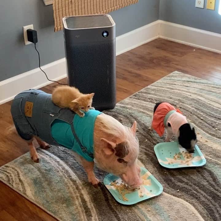 Priscilla and Poppletonのインスタグラム：「With all the new rescues in the house this summer, we are super excited about our new Jya Fjord air purifier from @jya.life. It eliminates animal odors and purifies the air from all the cat, dog, and pig hair in the house. It’s definitely a best friend for your pet. Use our link for 20% off and a FREE filter, https://bit.ly/3yy04x7 (link in bio).  And speaking of best friends, now I see why Farmer Pop always volunteers to help with the babies at mealtime. He calls it modeling good behavior. I call it a second breakfast.🐷💗🐱 #JyaFjord #ad #FarmerPop #Roothekitten #PiggyPresley #PrissyandPop」