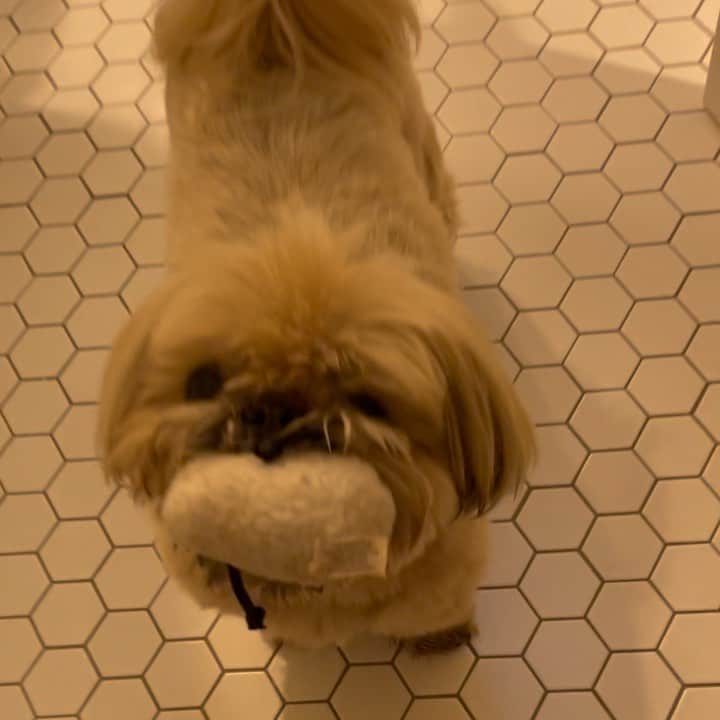 Dougie the Shih Tzuのインスタグラム：「#fridaymomentofzen」