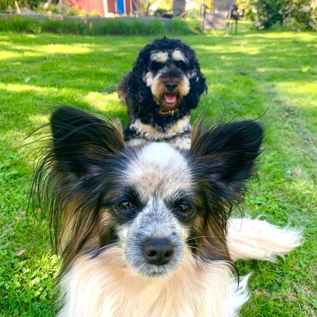 FluffyPackさんのインスタグラム写真 - (FluffyPackInstagram)「Lola & Bandit😎 .  #cockapoo #cockerpoo #dogs #puppy #lol #weeklyfluff #dogsofinstagram #dogstagram #собака #aww #cutenessoverload #pets #animals #puppylove #fluffy #papillon #hund #sommar #sverige #photobomb」7月16日 2時58分 - fluffypack