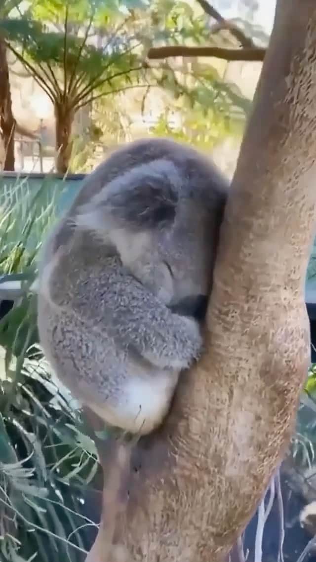 animalsのインスタグラム：「Sleepy little koala 🐨💤  Video via @australian.animals」