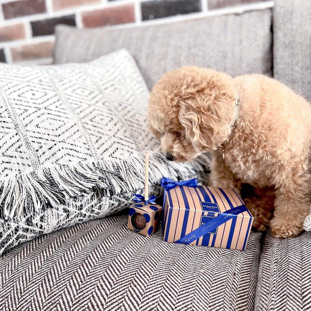 SHIORIのインスタグラム：「✔︎ . . . . . 🐶🍫 . . . @__ooooon からの🍫💓 . . . . . #toypoodle #トイプードル #いぬすたぐらむ #いぬのいる暮らし #わんこ #わんこのいる生活 #スタジオ #きなこもち #わんこ部 #撮影 #関西 #わんこ #jeanpaulhevin #チョコレート」