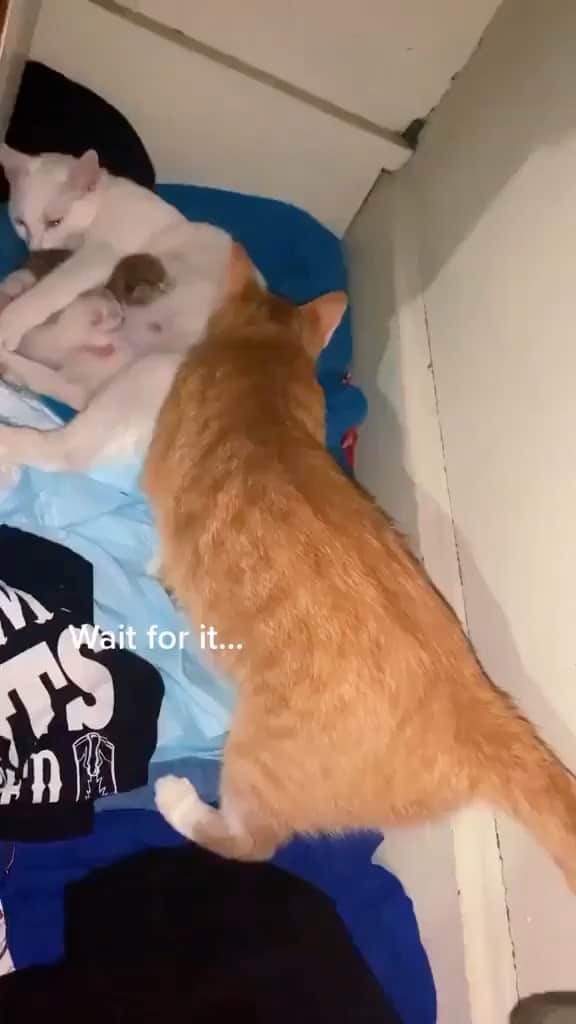 Cute Pets Dogs Catsのインスタグラム