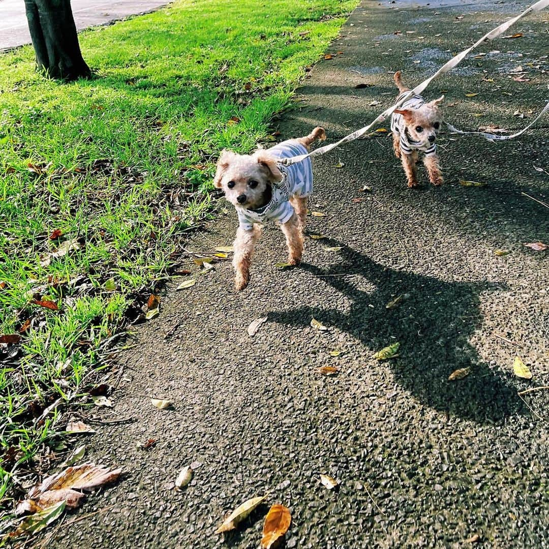 水嶋ヒロさんのインスタグラム写真 - (水嶋ヒロInstagram)「うちの双子犬が11歳に🎂  長女が「まだpuppyにみえるけど、もうおばあちゃんなの？　わたしが大人になっても元気だよね？」って聞いてきた‥  ずっと一緒がいいね👨‍👩‍👧‍👧🐩🐩  #birthday #love #family」7月16日 12時07分 - hiro_mizushima_official