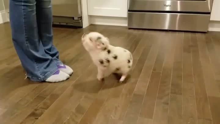 animals.coのインスタグラム：「🐽😍 Video by @biscuit.the.minipig」