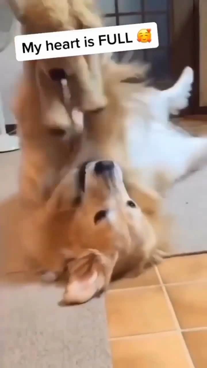 Daily The Best And Funniest Videosのインスタグラム：「😍🐶 By @aarun_evolution」