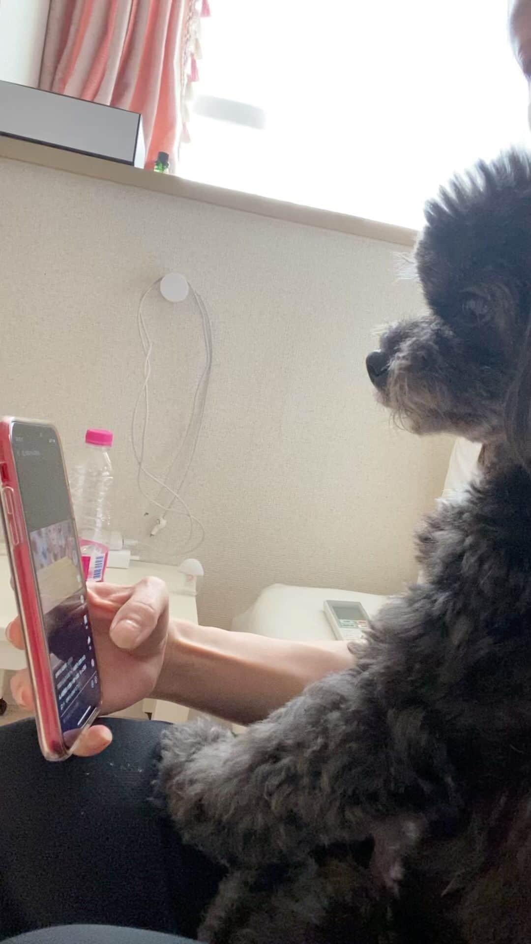 白木優子のインスタグラム：「ママに動画撮られてるの気にしながらASMR動画観てる🤣自分も食べたいんだろうな😂 #ワンコ #愛犬 #チワプー #チワプー男の子  #ちわすたぐらむ  #家族 #family #asmr」