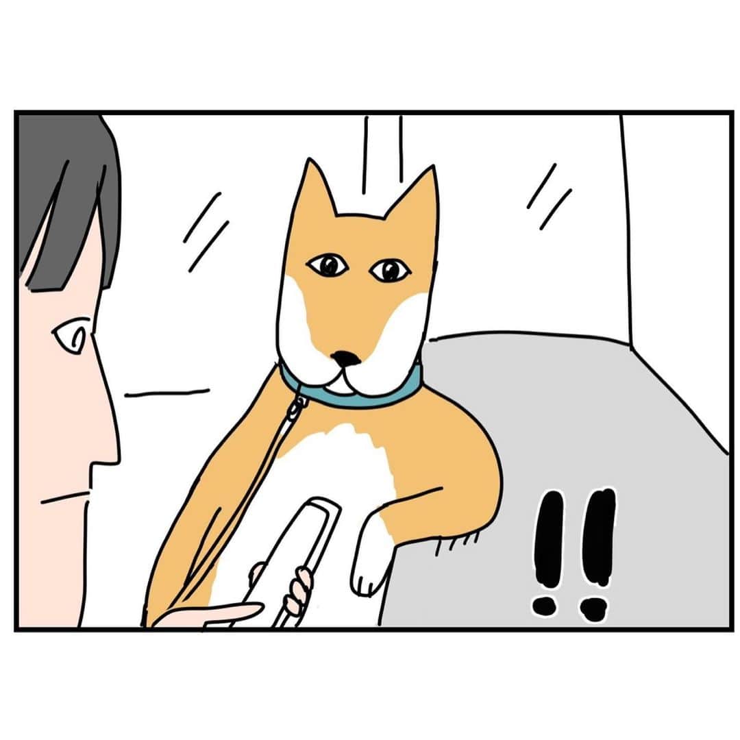 つんさんのインスタグラム写真 - (つんInstagram)「犬と猫(ジョルノ)の話の2本です   #犬すごい見てくる  #ぼやけからのくっきり」7月17日 10時28分 - yan_mugi