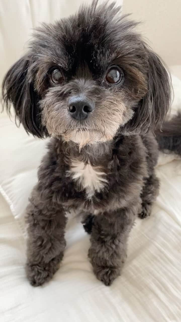白木優子のインスタグラム：「ほんと居てくれてありがとう❤️ #ワンコ #愛犬 #チワプー #チワプー男の子  #ちわすたぐらむ  #家族 #family」