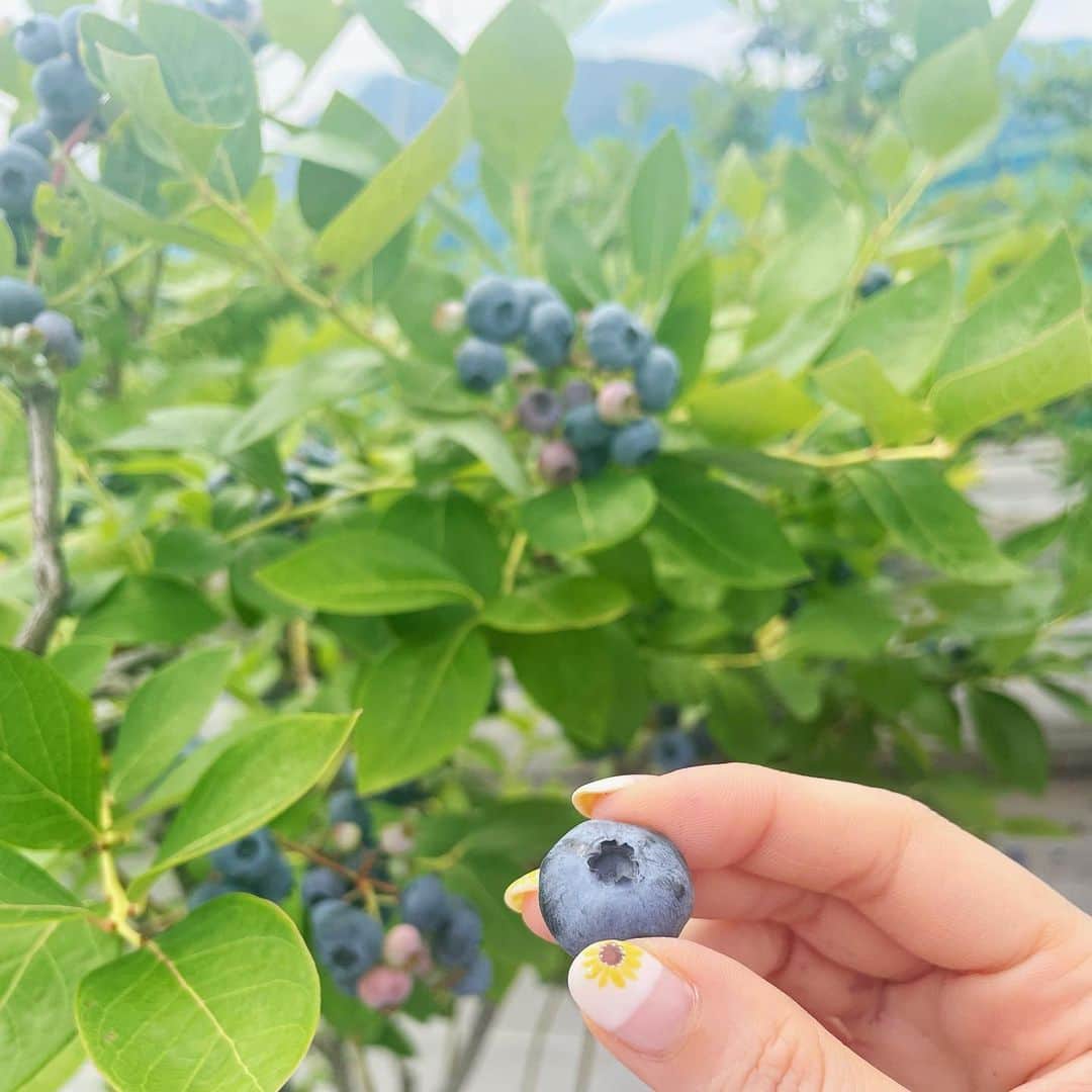 高橋幸のインスタグラム：「先日ブルーベリー狩りにいってきました🫐 粒の大きさにびっくり！甘みがしっかりあって、美味しかったです🤭　　　#夏の思い出　#blueberrypicking」