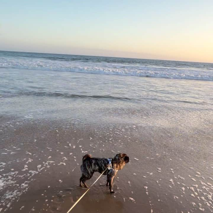 pugsofinstagramのインスタグラム：「Archie’s golden hour. #goldenhour #santamonica #pug」