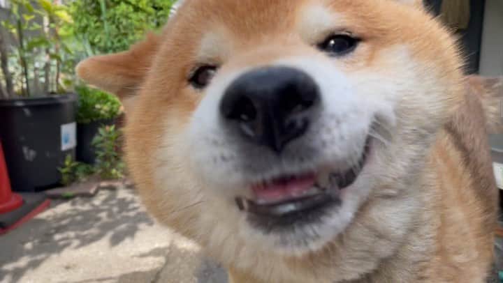 Ryujiのインスタグラム：「Good afternoon.😄 Hey❗️ Bro❗️ How have you been❓🥰 ごきげんよう🍞 やあ❗️お兄さんじゃないか❗️ ひっさしぶりじゃ〜ん🥰 #焼き上がりました#人形焼き#ソワソワする犬#うれし過ぎて寄り道#はっと我に帰る犬#pancakes#macho#nakedgeneral#bro#goodafternoon#ごきげんよう」