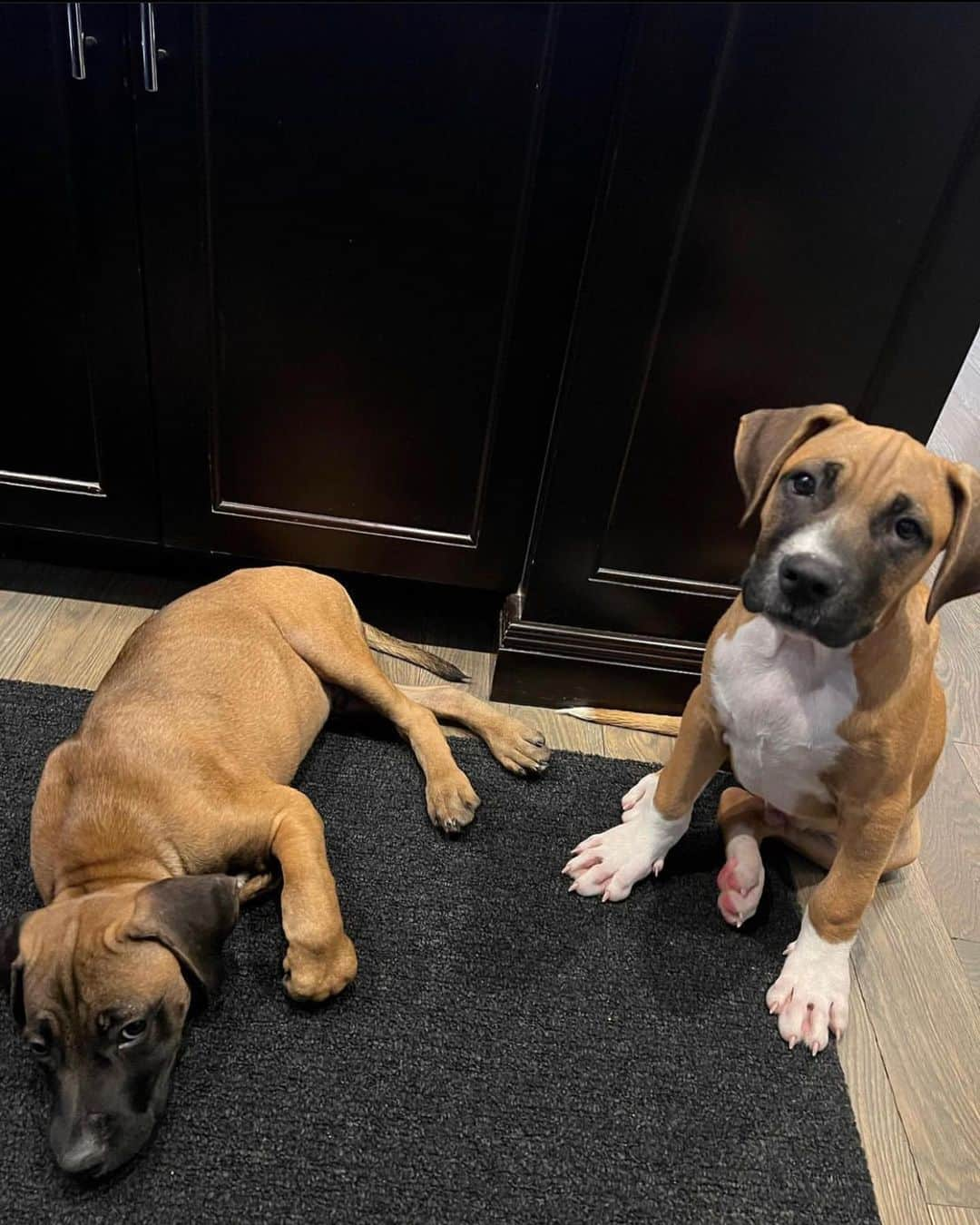 ヤズマニ・グランダルのインスタグラム：「With the 1st pick of the 2022 draft. Mom (@hdgrandal ) selects Katch and Ranger. Boxer/Rhodesian Ridgeback Brothers out of @animalhouseshelterhuntley. Dad will never have a pick again lol.」