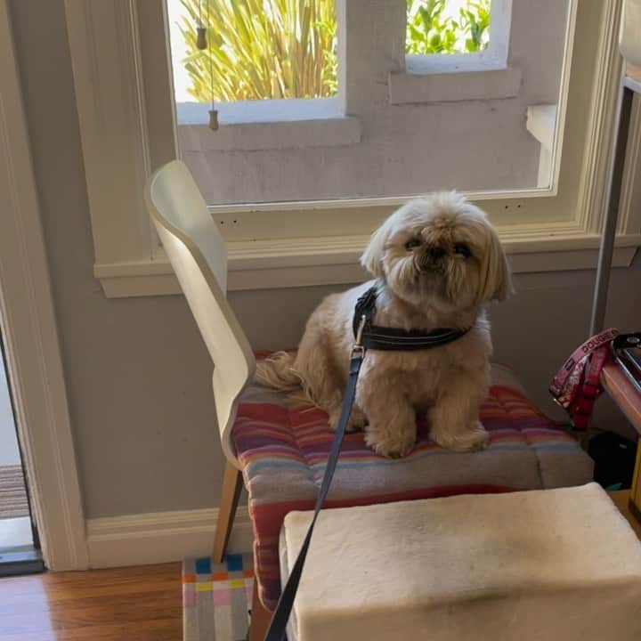 Dougie the Shih Tzuのインスタグラム：「When it’s not the Big Guy … #shihtzuproblems」
