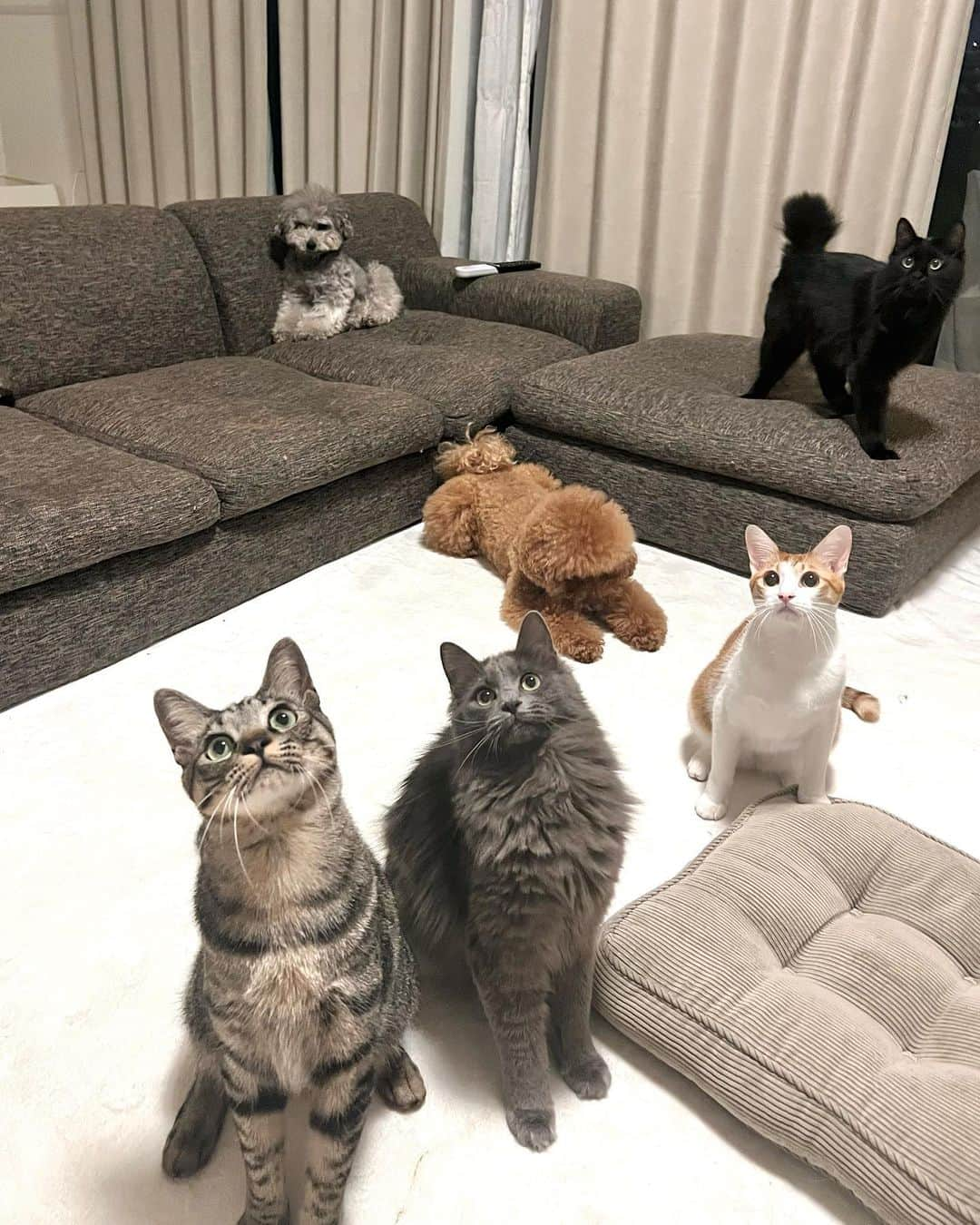 照井和希のインスタグラム：「． アラサー独身女と 保護犬＆保護猫6匹多頭生活の夜🐾 深夜はモフモフ集会が開催される😂🙏🏽✨  猫達はもうみんな1歳なったくらいかな🐈 のびのびスクスク成長してくれています☁️ どの子がどんな名前か みんなもう覚えてくれたかな？😂  🐶 @kumamochuyu  🐱 @ama_unaxx   ． ． #多頭生活 #多頭飼い #犬と猫 #犬と猫のいる暮らし #いぬすたぐらむ #ねこすたぐらむ #トイプードル #保護猫 #保護犬 #保護猫と暮らす #保護犬と暮らす」