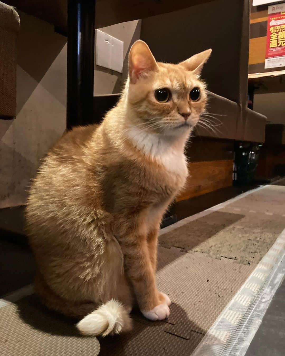 古谷恵のインスタグラム：「先日行った駒澤大学にあるスイレンさん(@suirenswing )の看板猫トムくん。 大豆が腎臓病と診断された時に情報を集めたくて#腎不全猫 で検索していた時に知った猫さんです。会いに行ってしまいました。 交通事故にあった子を店主さんが保護してここのお店で常連さんと一緒にミルクをあげたりしながら育てたのだそうです🐈 人にとんでもなく慣れてておっとりしたトムくんの接客は素晴らしかった！お会計のお釣りチェックもお見送りもしてくれて名残惜しいままお店を出ました。 お店の常連さん巻き込んで懐かしアイドルの話したり楽しかったです。またお邪魔します。ご馳走様でした。 お料理も美味しかった！お酒は濃いめです笑この後行ったところですっこけました😂」
