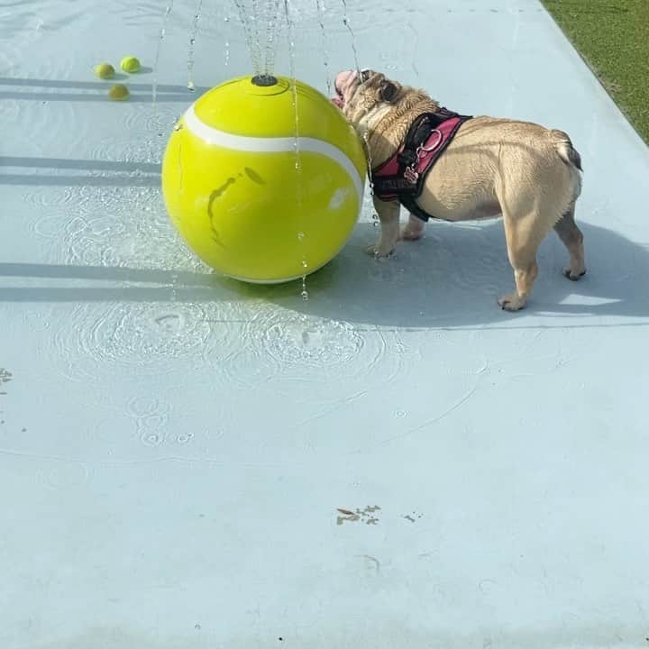 デイビーボーイ・スミス・ジュニアのインスタグラム：「Pool party for the pooches! 🐶😁🐶❤️🌊👏 🎈 🎾」