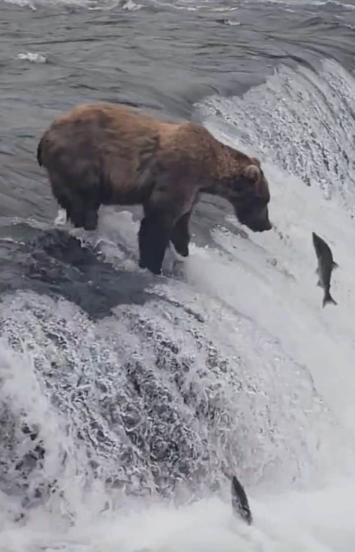 のインスタグラム：「🇦🇷Espectacular presenciar esto! 🐻♥️ 🇺🇲What an experience to witness this! 🐻♥️」