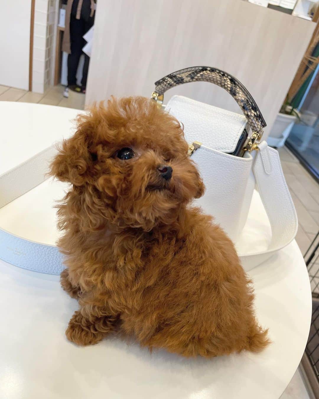 まりんのインスタグラム：「今日は、人生初のトリミングにいってきました🧸💗✨ チューバッカそっくり😝笑 2枚目みてみて〜😝💕」