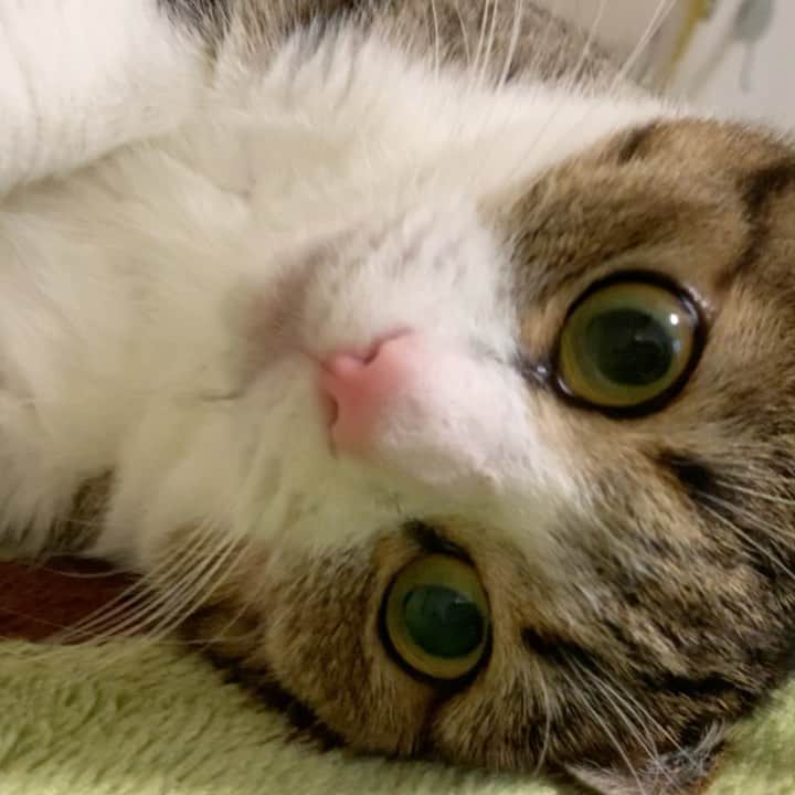 すずめくんのインスタグラム：「🐒🎶  しっぽを追いかけて... #くるくるダンス ‹‹\(´ω` )/››✨  猫の #ブレイクダンス ？  Unagi🐒🎶🎶🎶」