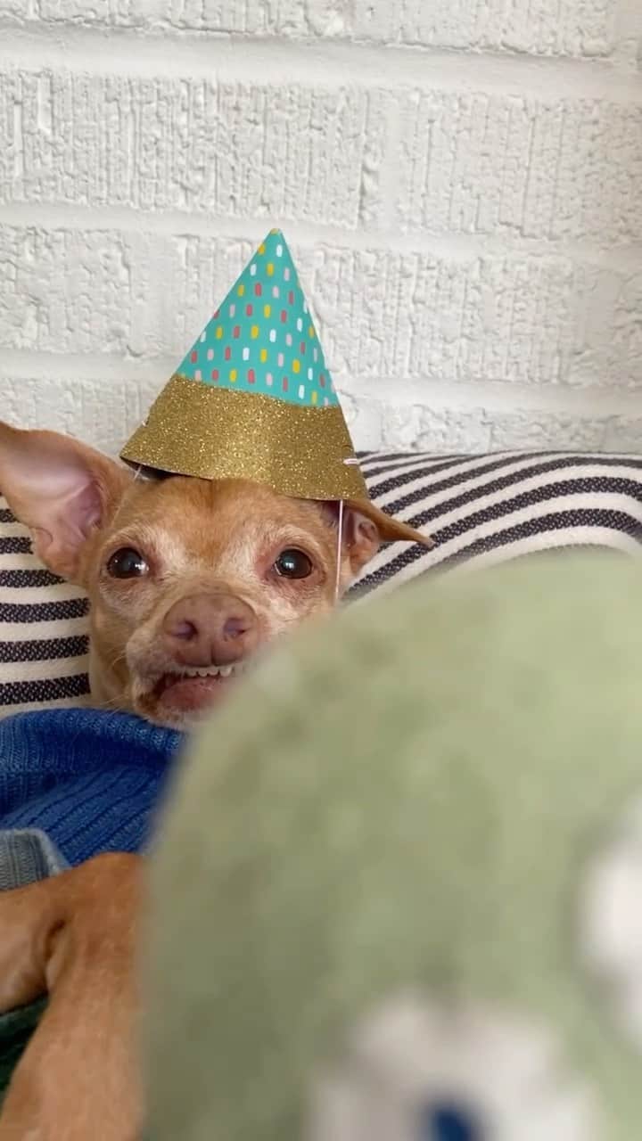 Tuna {breed:chiweenie} のインスタグラム：「Did you know that Tuna does cutie, personalised @cameo videos for any and every occasion? Here is a compilation of birthday videos that he’s done in the past for some of his friends. Tomorrow, July 19th, I am taking down his cameo for the next 3ish weeks, so if you want one, please order by tomorrow and I will deliver it by Weds the 20th. We are going to the UK that day and sadly Tuna will not be with us this trip. To get one, go to the link in his bio or to www.cameo.com/tunameltsmyheart」