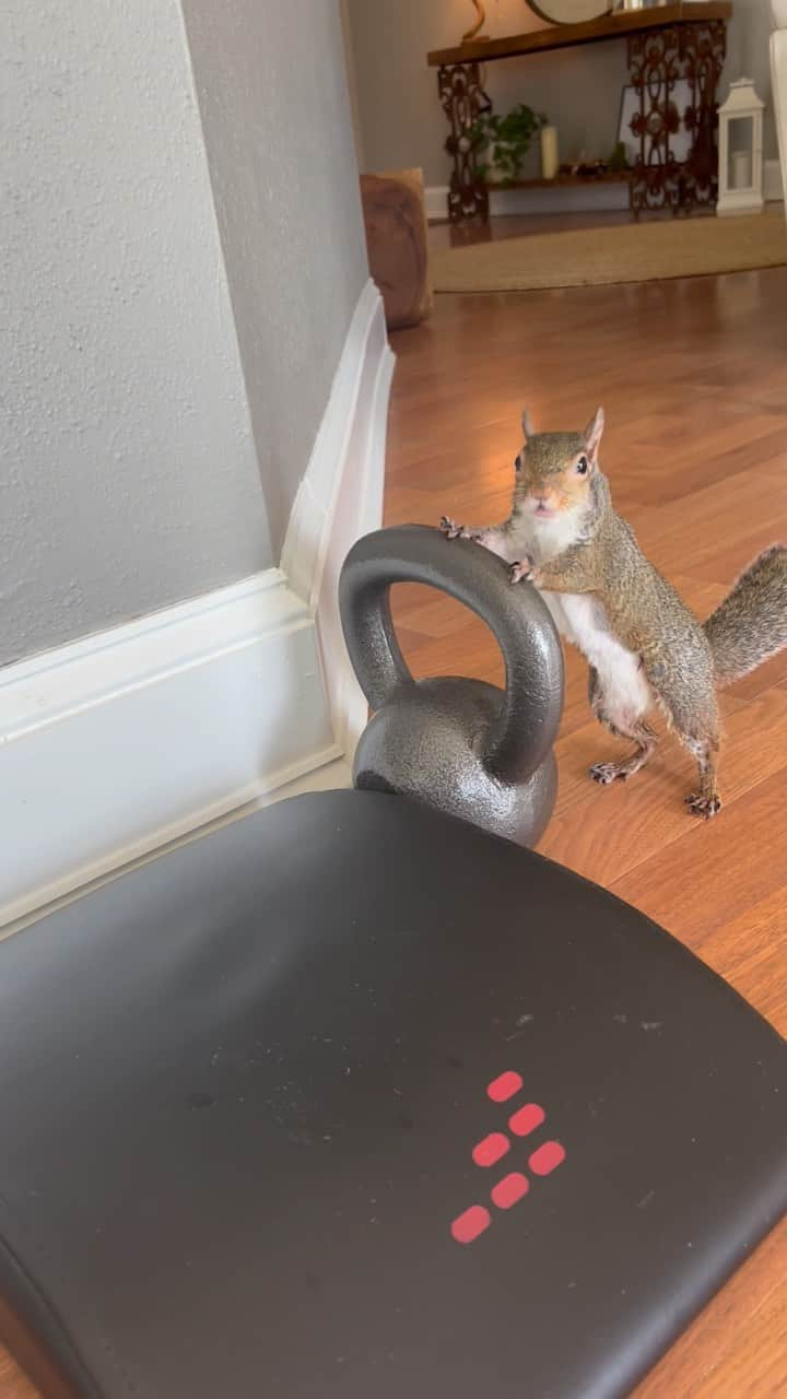 Jillのインスタグラム：「over and under  #petsquirrel #squirrel #squirrels #squirrellove #squirrellife #squirrelsofig #squirrelsofinstagram #easterngreysquirrel #easterngraysquirrel #ilovesquirrels #petsofinstagram #jillthesquirrel #thisgirlisasquirrel」