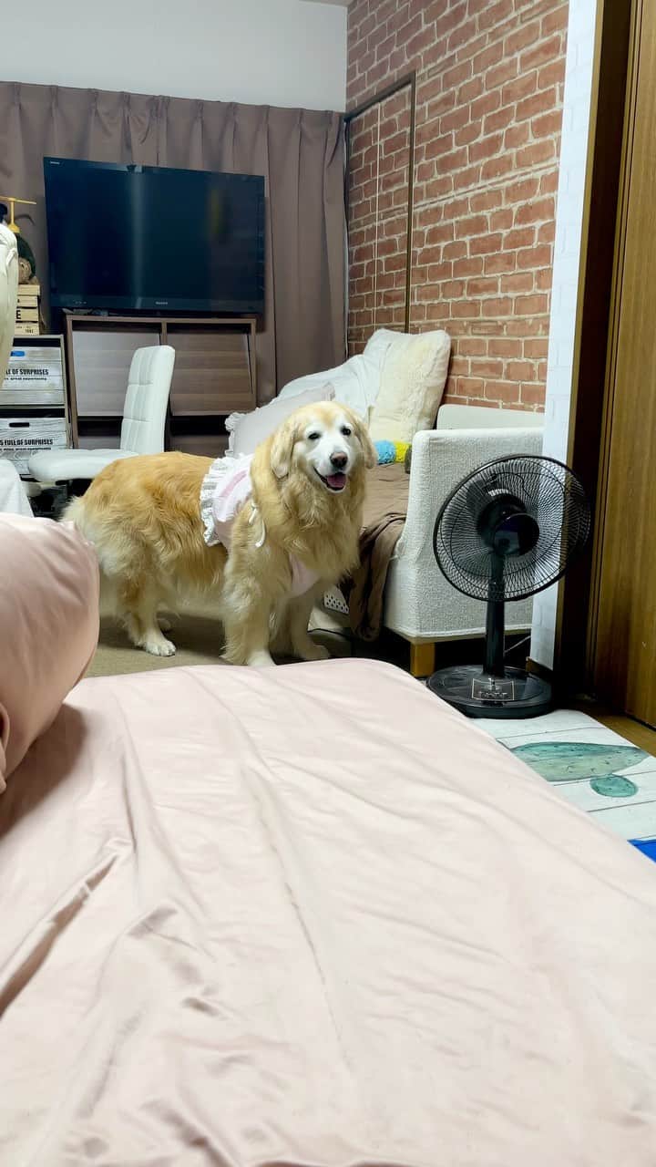まゆみのインスタグラム：「。 。 寝ようと言っても寝れなくて お水かと思って持って来たら 。 くさってるとおもーの🐶💦 。 ってゆーから もう１つ持って来ても 。 くさってるとおもーの🐶💢 。 おもちゃで遊ぶらしーので お相手したらお水にドボン😂😂 。 拭いてる間におニューのクールマット 一撃で切って塩出まくりで寝た😊 。 まったく！！なんなのよー！って言いながら 掃除してテープで修正する幸せ噛み締めてます。 。 。 前投稿で 沢山の暖かいコメントありがとうございます🙇‍♀️ お返事出来なくて 申し訳ありません🙇‍♀️ 。 みんなが本当に暖かい 支えてくれてありがとう🙏✨ 。 。 #笑顔がいつまでも続きますように #お願いします 。 。 #ゴールデンレトリバー#goldenretriever#dog#犬#あーぺー」