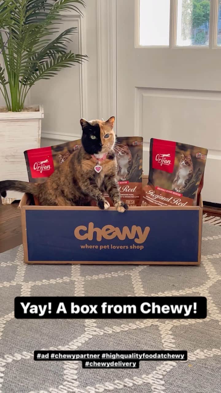 Venus Cat のインスタグラム：「Feeding me high quality food is important to Mom which is why she shops at @chewy and chooses @orijenpetfood as part of my diet because their high quality ingredients. Chewy makes it easy with their fast delivery right to your door (and the box is a bonus for us cats). Check out @chewy for your pet needs! You won’t be sorry! 😺😺 #ad #chewypartner #highqualitypetfoodatchewy #chewydelivery」