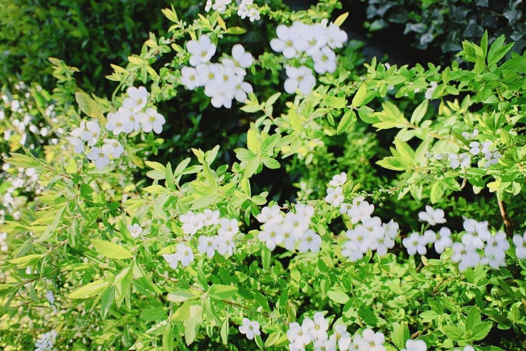 大隅勇太さんのインスタグラム写真 - (大隅勇太Instagram)「ユキヤナギらしい🌿  みんな教えてくれてありがとっ」7月20日 20時21分 - yuta__osumi__