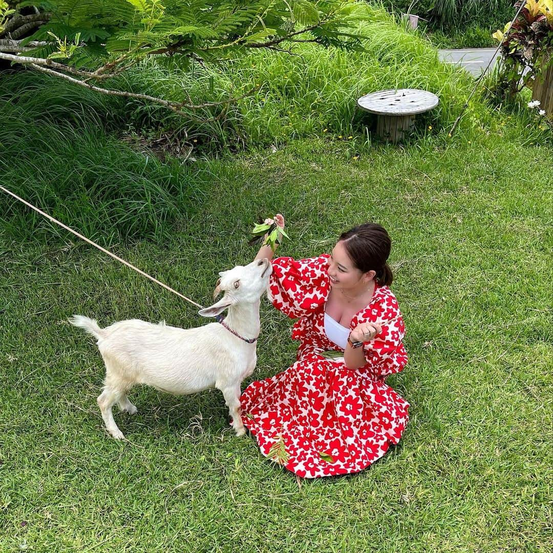 久松かおりのインスタグラム：「. 石垣島に行った時に行きたかったところの一つ🐐🖤 笑顔の畑 . 島のフルーツにご飯も美味しかった✌️ のんび〜りした空間に のびのびと生活してる動物達に 癒された〜🐥🐇🎶 . 触れ合いもさせてくださるので、 動物好きやお子さん連れに最高の場所だと思う💗 . 日焼けで肌が赤いwwww また行きたいな〜💭 . . . #笑顔の畑 #ふれあい #動物 #石垣 #旅行 #followme」