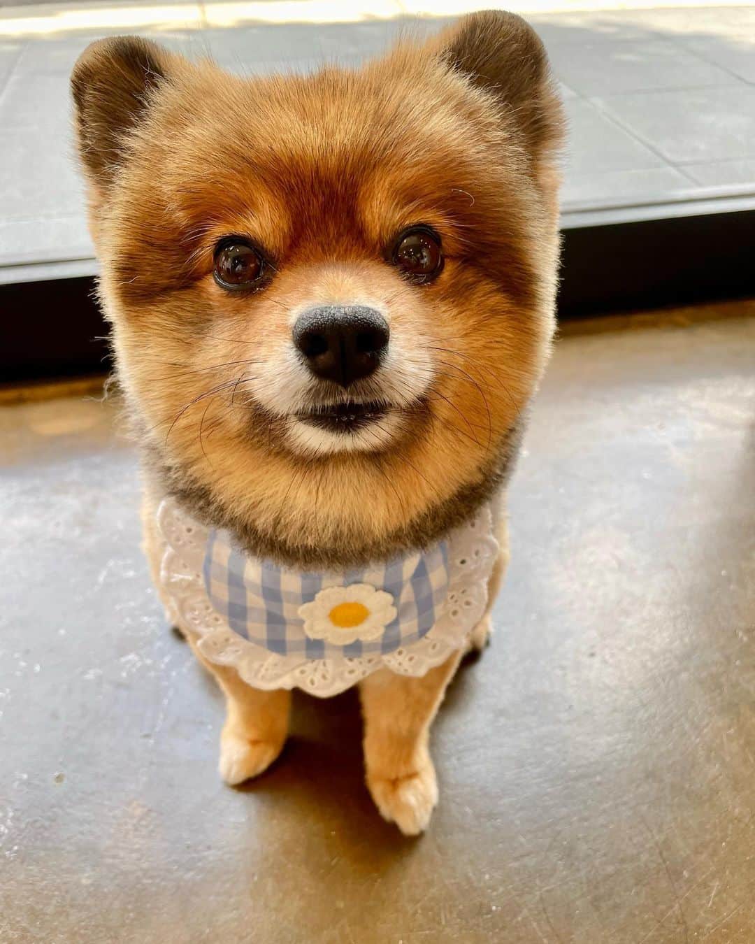 KITAKAZE & LILIさんのインスタグラム写真 - (KITAKAZE & LILIInstagram)「メイド喫茶へようこそ🐶  貰ったヨダレかけが可愛すぎるw🤣🐶  @cocaxzero ありがとう😄  #リリスタグラム#lilistagram#ポメラニアン #ポメラニアンが世界一可愛い #ポメラニアン部 #ポメ #ポメスタグラム #犬 #犬バカ部 #いぬのきもち #いぬぐみ #いぬすたぐらむ #ふわもこ部#ティックトック #pomeranian #pomeranians #pomeranianlove #pomeraniansofinstagram #pom #dog #dogstagram #doglover #doglife#tiktok#tiktoker#mignondog#mignonmamour#よだれかけ#メイド」7月20日 15時58分 - kitakaze_s_lili