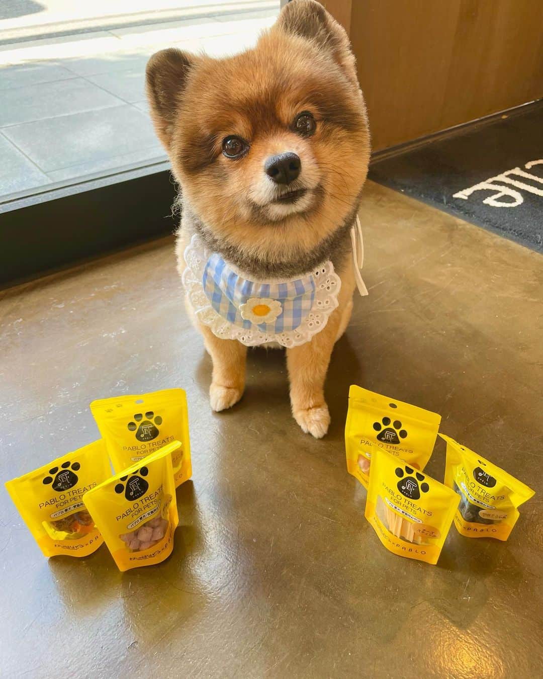 KITAKAZE & LILIさんのインスタグラム写真 - (KITAKAZE & LILIInstagram)「メイド喫茶へようこそ🐶  貰ったヨダレかけが可愛すぎるw🤣🐶  @cocaxzero ありがとう😄  #リリスタグラム#lilistagram#ポメラニアン #ポメラニアンが世界一可愛い #ポメラニアン部 #ポメ #ポメスタグラム #犬 #犬バカ部 #いぬのきもち #いぬぐみ #いぬすたぐらむ #ふわもこ部#ティックトック #pomeranian #pomeranians #pomeranianlove #pomeraniansofinstagram #pom #dog #dogstagram #doglover #doglife#tiktok#tiktoker#mignondog#mignonmamour#よだれかけ#メイド」7月20日 15時58分 - kitakaze_s_lili