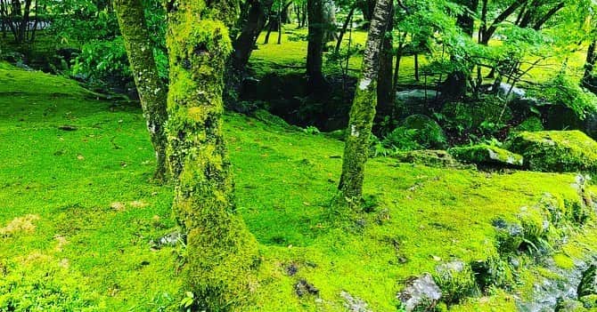川上大輔さんのインスタグラム写真 - (川上大輔Instagram)「お伊勢詣り⛩ お詣りの後の、手こね寿司が美味すぎた🍣赤酢の酢飯大好きだ…。」7月20日 18時38分 - kanatataiga