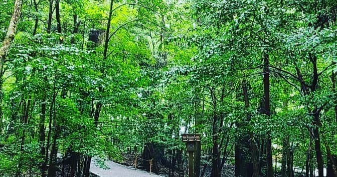 川上大輔さんのインスタグラム写真 - (川上大輔Instagram)「お伊勢詣り⛩ お詣りの後の、手こね寿司が美味すぎた🍣赤酢の酢飯大好きだ…。」7月20日 18時38分 - kanatataiga