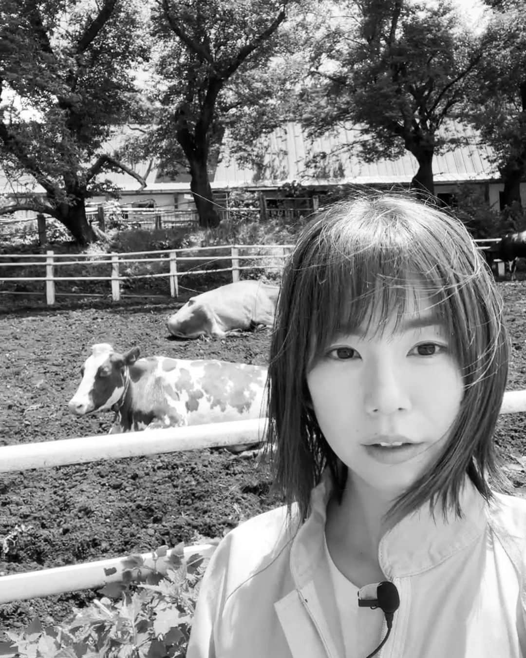 野村麻純のインスタグラム：「⁡ ⁡ #競争の番人　第2話 ありがとうございました。 白熊さん本当にすみませんでした。 天沢雲海さん😠😠😠 ⁡ ⁡ 七瀬の写真が無かったので、いつかの牧場です。 後ろの牛たちも一緒に写したくて必死。🤳 なかなかに鋭い眼差しです.... ⁡ ⁡ #発言_牛_のみ」
