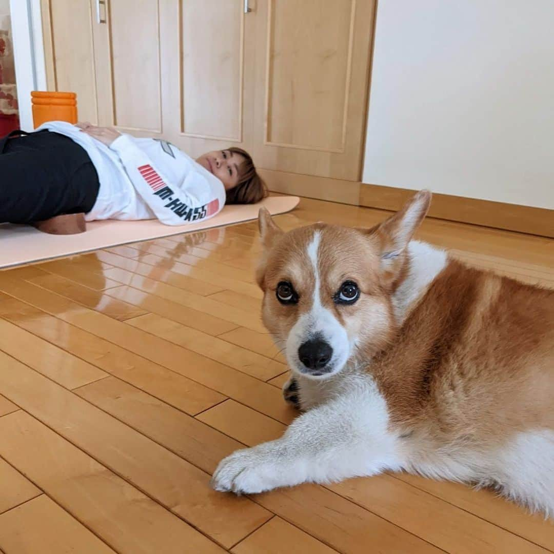 IMALUさんのインスタグラム写真 - (IMALUInstagram)「もーしばらく酒は飲まないと言う飼い主を信じない女  #corgi #コーギー #まるまるな女」7月20日 21時46分 - imalu_0919