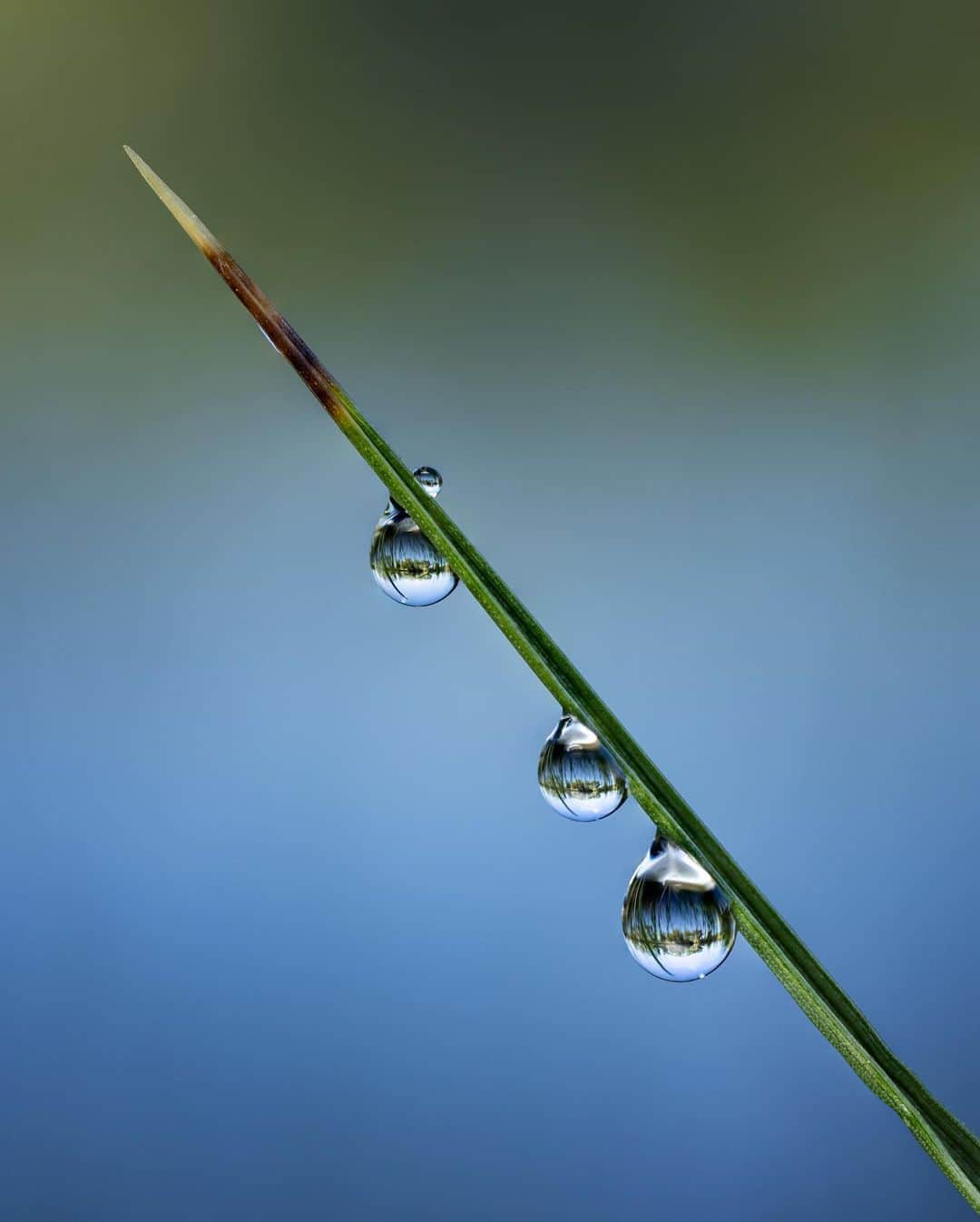 アンジー・ペインのインスタグラム：「Three droplets, three versions. It’s easy to get attached to the use of a flash when shooting incredibly close up, but sometimes I remind myself to mix it up and shoot without it. For all of these shots, I wanted to keep the background very soft, so I shot at relatively wide apertures and used focus stacking. You can also see how the position of the droplets shifted over time, a common experience even when I’m extremely careful about my movements. Photo details below for those interested.  • Photo 1: f/4.5, 1/200 sec, ISO 250, 10 photo stack, Canon R5 with Canon MP-E 65mm 1-5x macro lens and flash  • Photo 2: f/4.5, 1/250 sec, ISO 250, 4 photo stack, Canon R5 with Canon 100mm macro lens and no flash • Photo 3: f/3.2, 1/400 sec, ISO 250, 4 photo stack, Canon R5 with Canon 100mm macro lens and no flash • • • #macro #macrophotography」