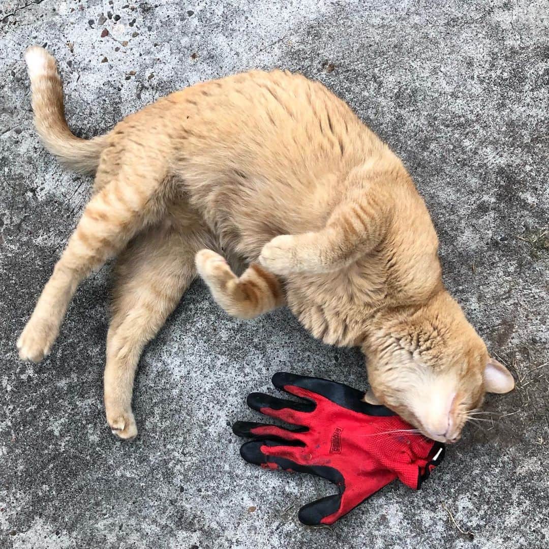 のインスタグラム：「STOLEN: red work glove, night of 7/20. There is construction in the neighborhood, they have been warned. #snorrithecat #kleptokitty #shutepark #hillsborooregon」