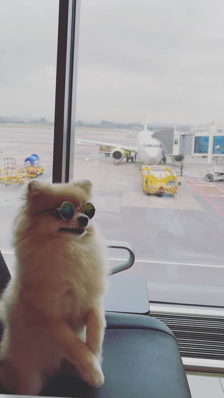 ジンエアーのインスタグラム：「여행 가자 조르는 내 모습.gif  @야, 나랑 여행 언제 가꼬야?  ʕ ´•̥̥̥ ᴥ•̥̥̥`ʔ」