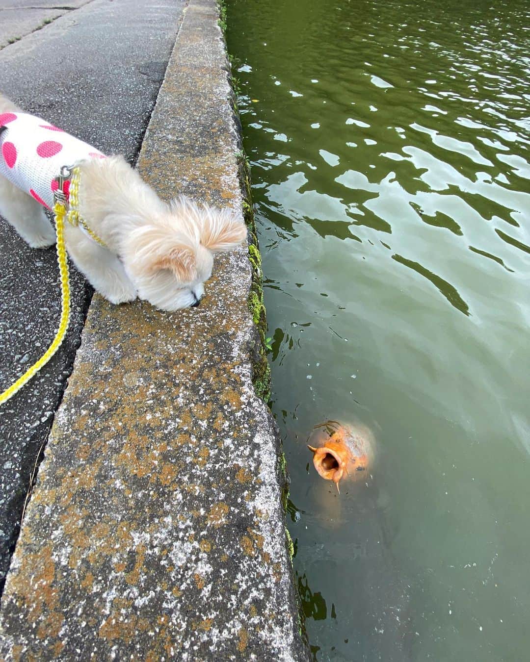 山中崇史さんのインスタグラム写真 - (山中崇史Instagram)「鯉の話を聞くボー。  #ぼれろ🐾 #ボレロ日記  #犬 #いぬ #dog」7月21日 20時59分 - yamanaka_takac